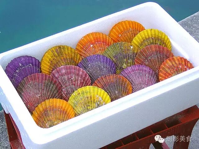 史上最全的貝類食材大會 收趣雲書籤 微文庫