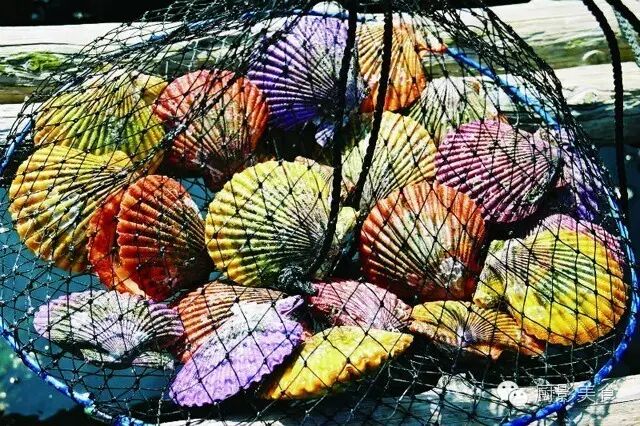 史上最全的貝類食材大會 收趣雲書籤 微文庫