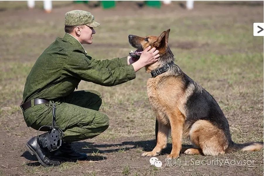 军犬,警犬以及护卫犬的区别