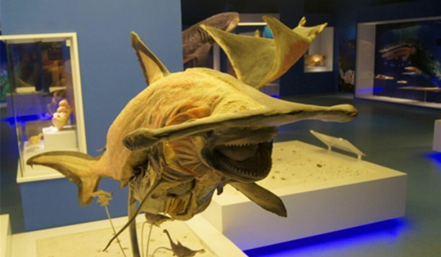 在昆山别总想着去森林公园、亭林公园、黄河路，这才是昆山春天最值得去的地方