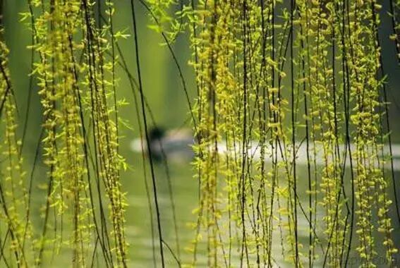 形容海棠花的优美诗句_海棠花美的诗句_海棠诗句优美形容花开的句子