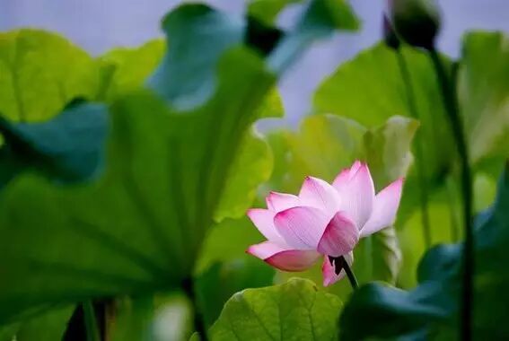 海棠诗句优美形容花开的句子_海棠花美的诗句_形容海棠花的优美诗句