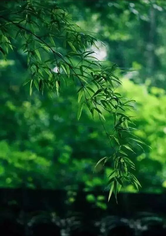 海棠花美的诗句_形容海棠花的优美诗句_海棠诗句优美形容花开的句子