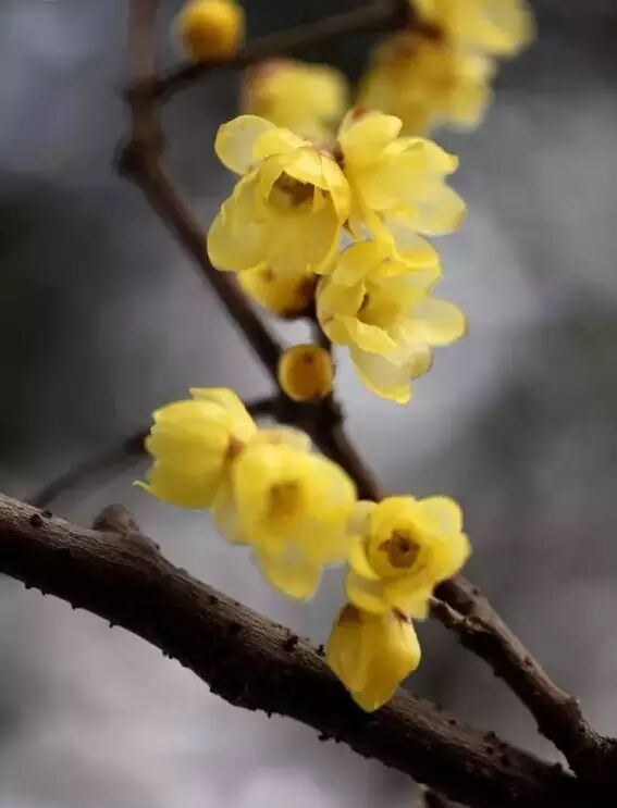 海棠诗句优美形容花开的句子_形容海棠花的优美诗句_海棠花美的诗句