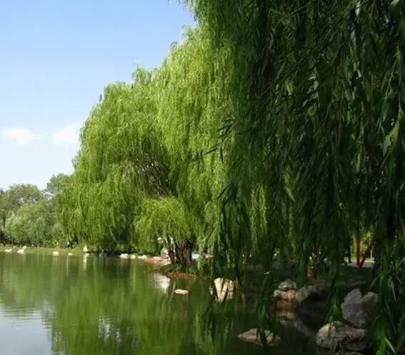 海棠诗句优美形容花开的句子_形容海棠花的优美诗句_海棠花美的诗句