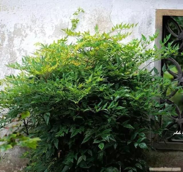 形容海棠花的优美诗句_海棠诗句优美形容花开的句子_海棠花美的诗句