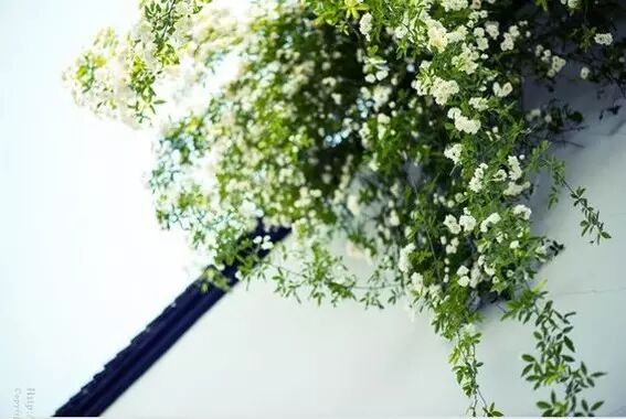 海棠花美的诗句_形容海棠花的优美诗句_海棠诗句优美形容花开的句子