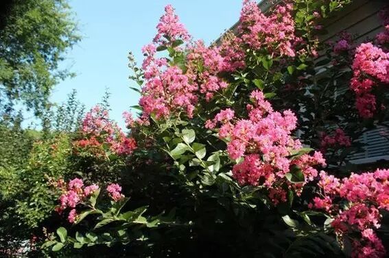 形容海棠花的优美诗句_海棠花美的诗句_海棠诗句优美形容花开的句子