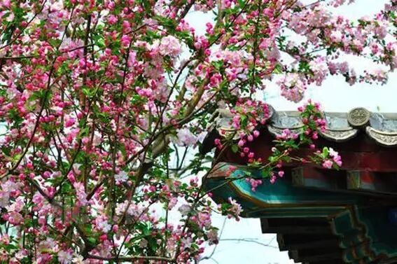 形容海棠花的优美诗句_海棠诗句优美形容花开的句子_海棠花美的诗句