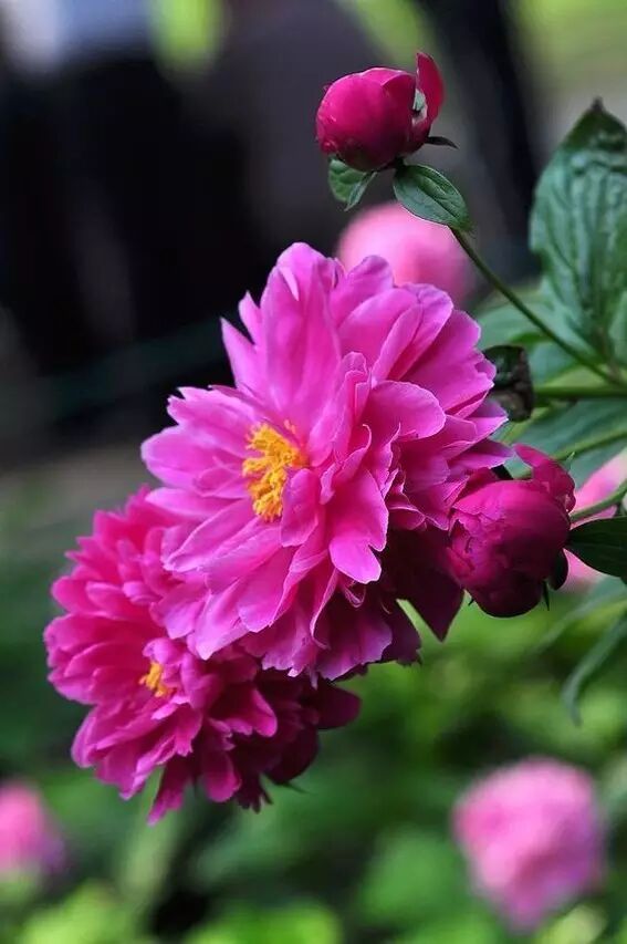 海棠诗句优美形容花开的句子_海棠花美的诗句_形容海棠花的优美诗句