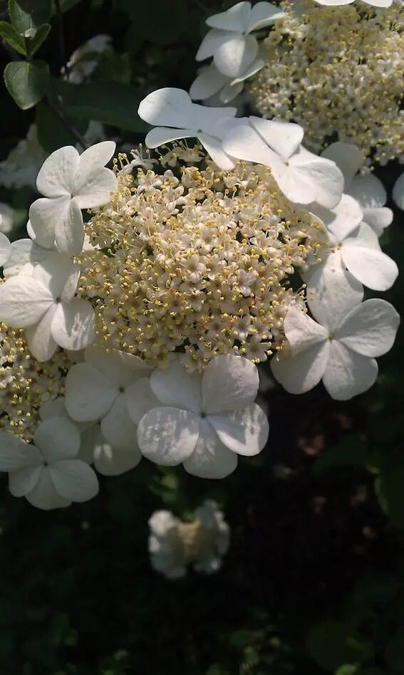 海棠诗句优美形容花开的句子_海棠花美的诗句_形容海棠花的优美诗句