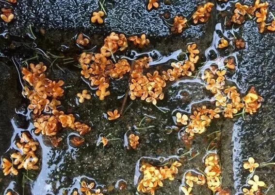 形容海棠花的优美诗句_海棠诗句优美形容花开的句子_海棠花美的诗句