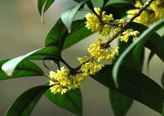形容海棠花的优美诗句_海棠花美的诗句_海棠诗句优美形容花开的句子