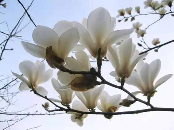 海棠诗句优美形容花开的句子_形容海棠花的优美诗句_海棠花美的诗句