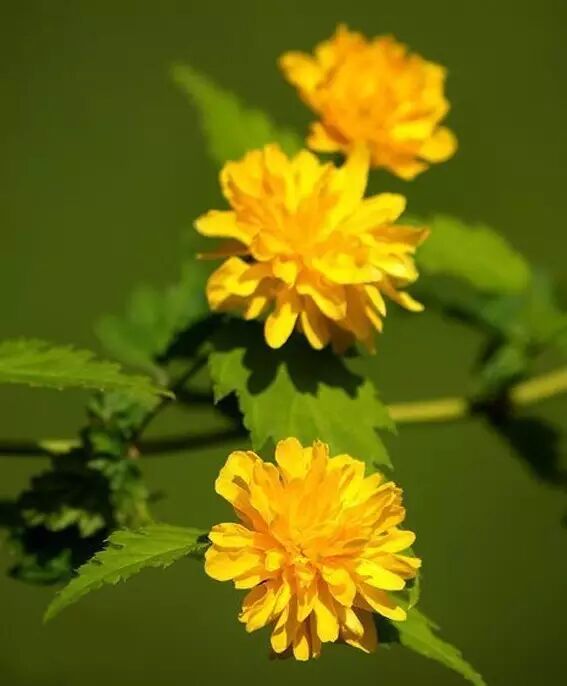 形容海棠花的优美诗句_海棠花美的诗句_海棠诗句优美形容花开的句子