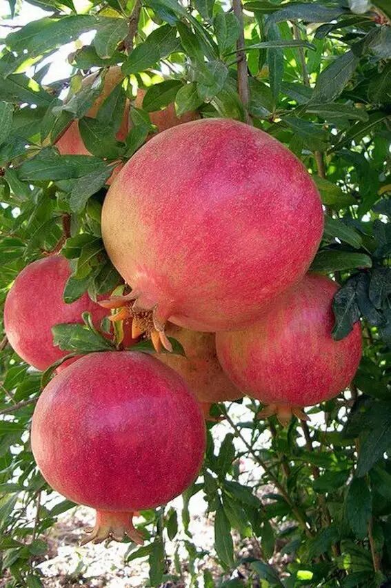 海棠花美的诗句_海棠诗句优美形容花开的句子_形容海棠花的优美诗句