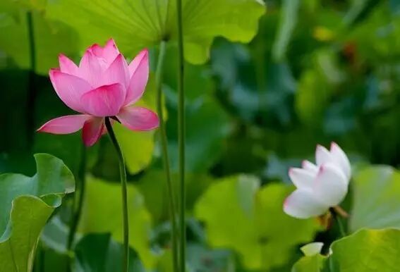 海棠花美的诗句_形容海棠花的优美诗句_海棠诗句优美形容花开的句子