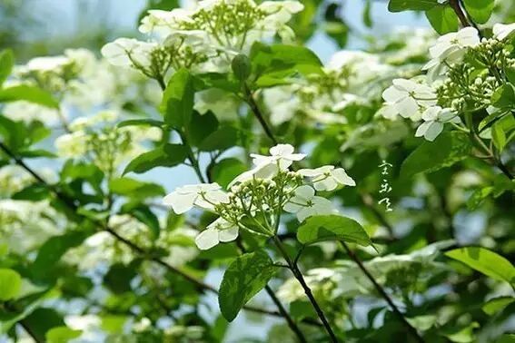 海棠诗句优美形容花开的句子_形容海棠花的优美诗句_海棠花美的诗句