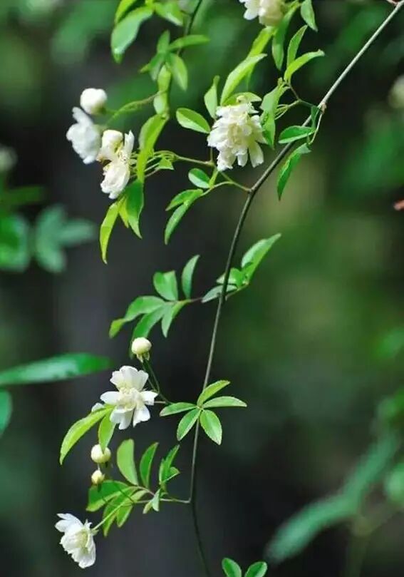 海棠花美的诗句_形容海棠花的优美诗句_海棠诗句优美形容花开的句子
