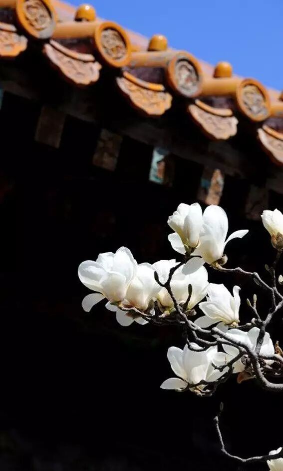 海棠花美的诗句_形容海棠花的优美诗句_海棠诗句优美形容花开的句子