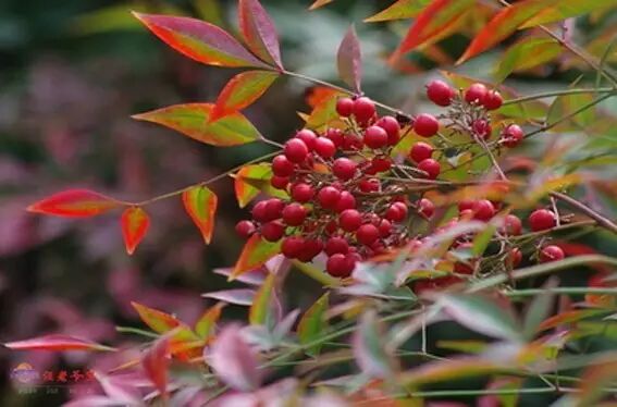形容海棠花的优美诗句_海棠诗句优美形容花开的句子_海棠花美的诗句