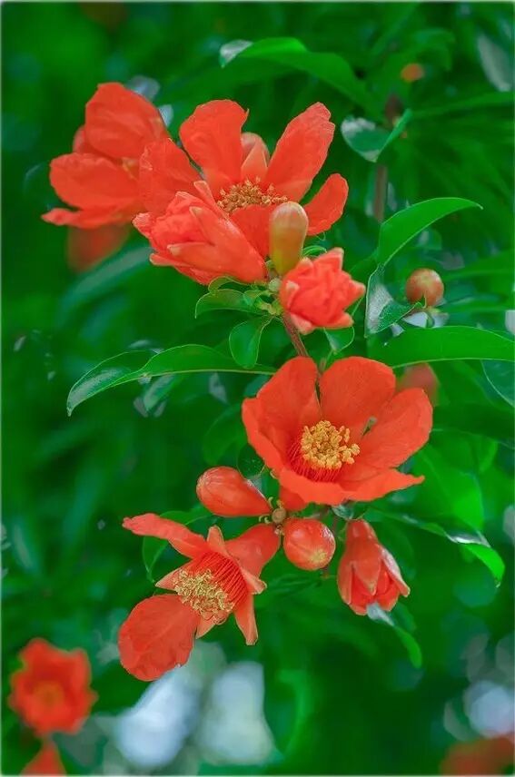 形容海棠花的优美诗句_海棠花美的诗句_海棠诗句优美形容花开的句子