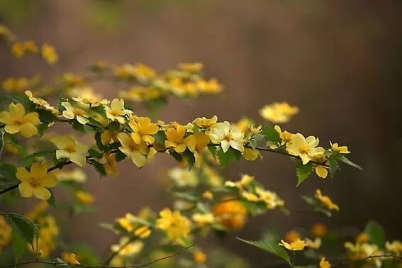 海棠花美的诗句_形容海棠花的优美诗句_海棠诗句优美形容花开的句子
