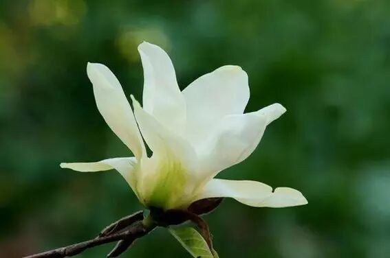 海棠诗句优美形容花开的句子_海棠花美的诗句_形容海棠花的优美诗句