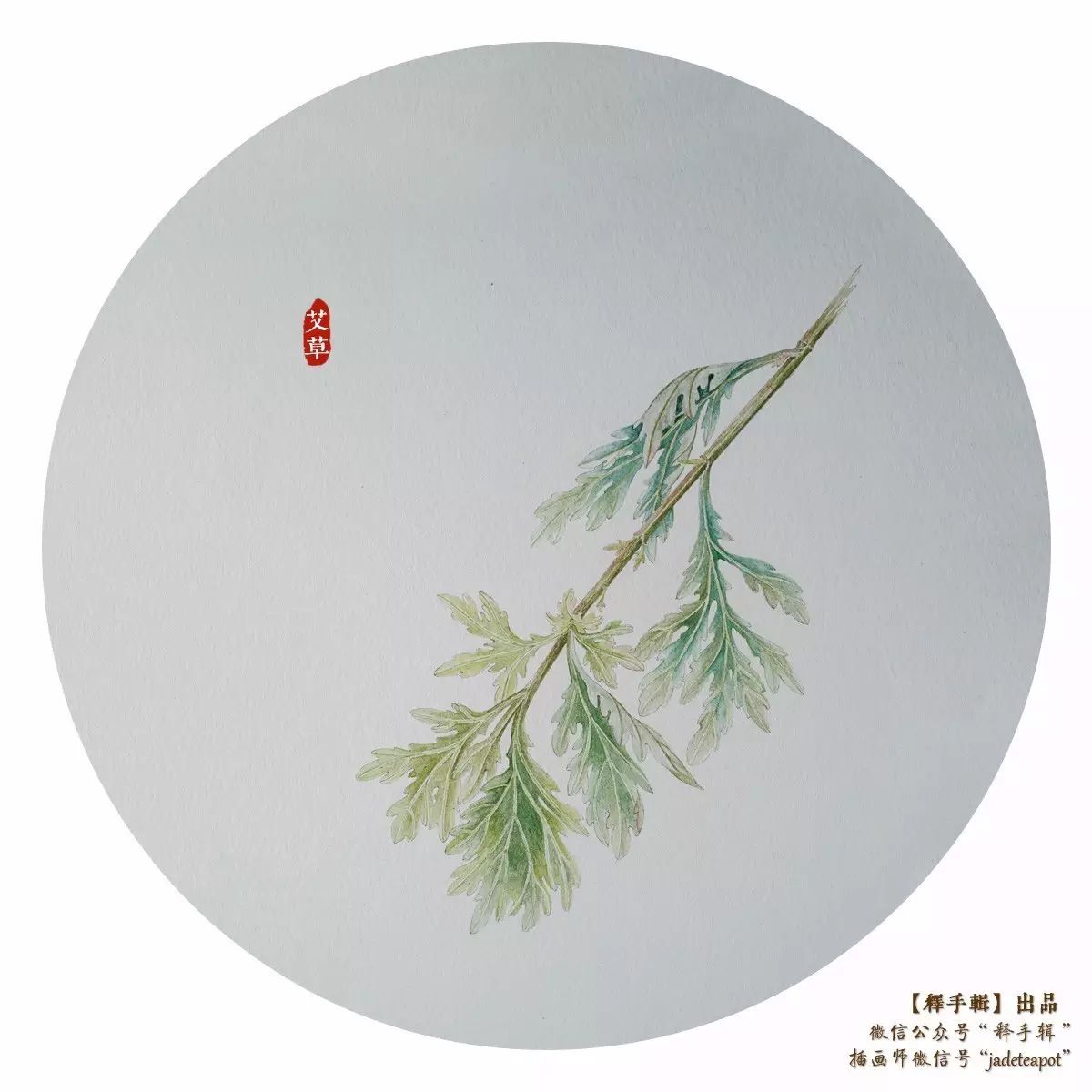 【野草集】端午·艾草