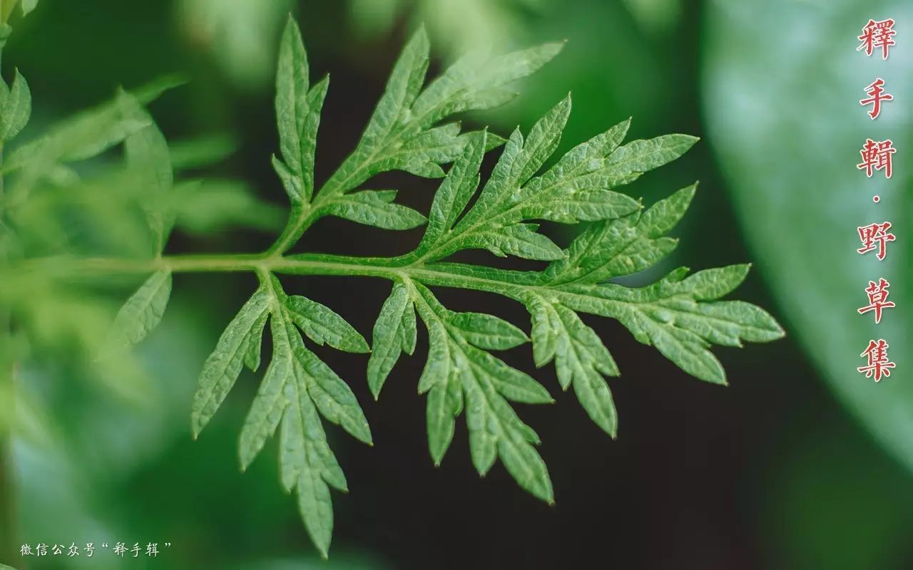 【野草集】端午·艾草