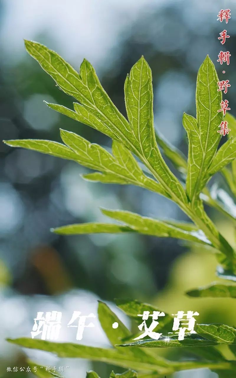 【野草集】端午·艾草