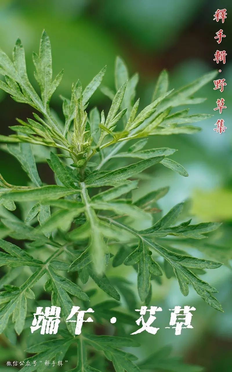 【野草集】端午·艾草