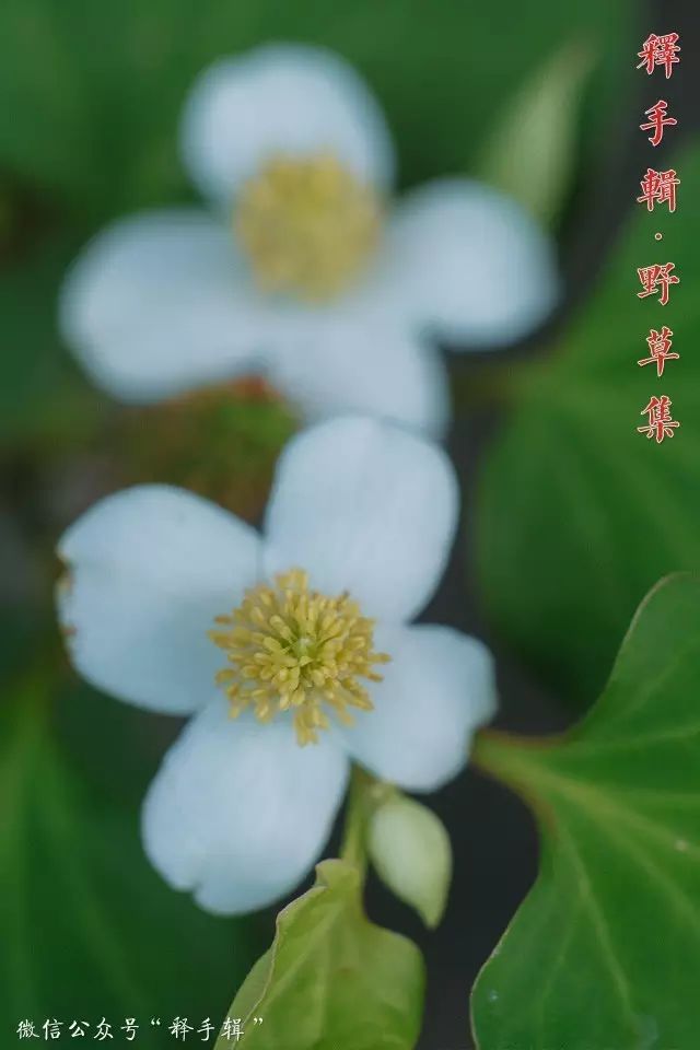 【野草集】鱼腥草