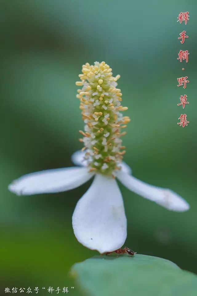 【野草集】鱼腥草
