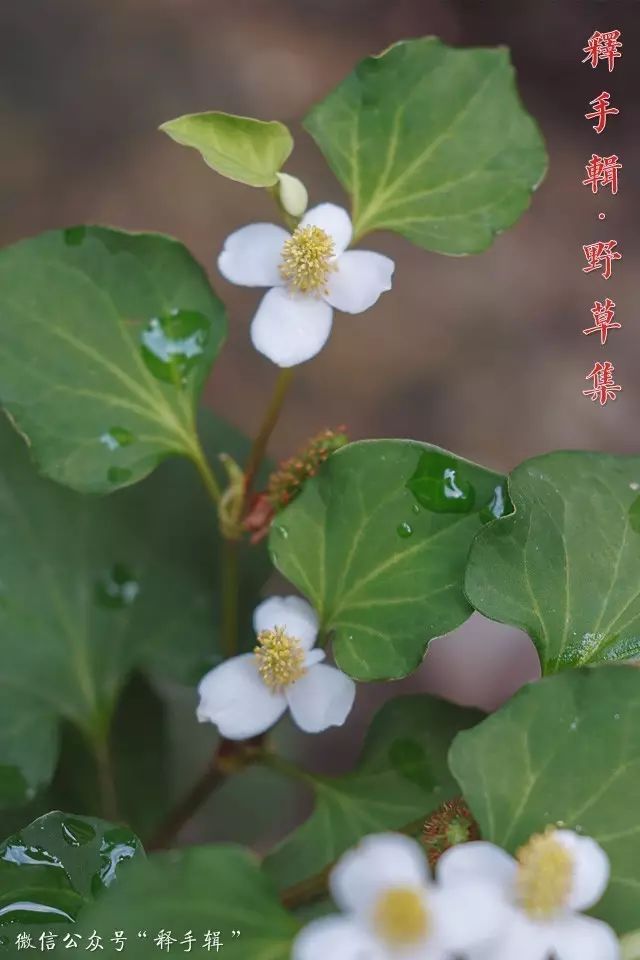 【野草集】鱼腥草