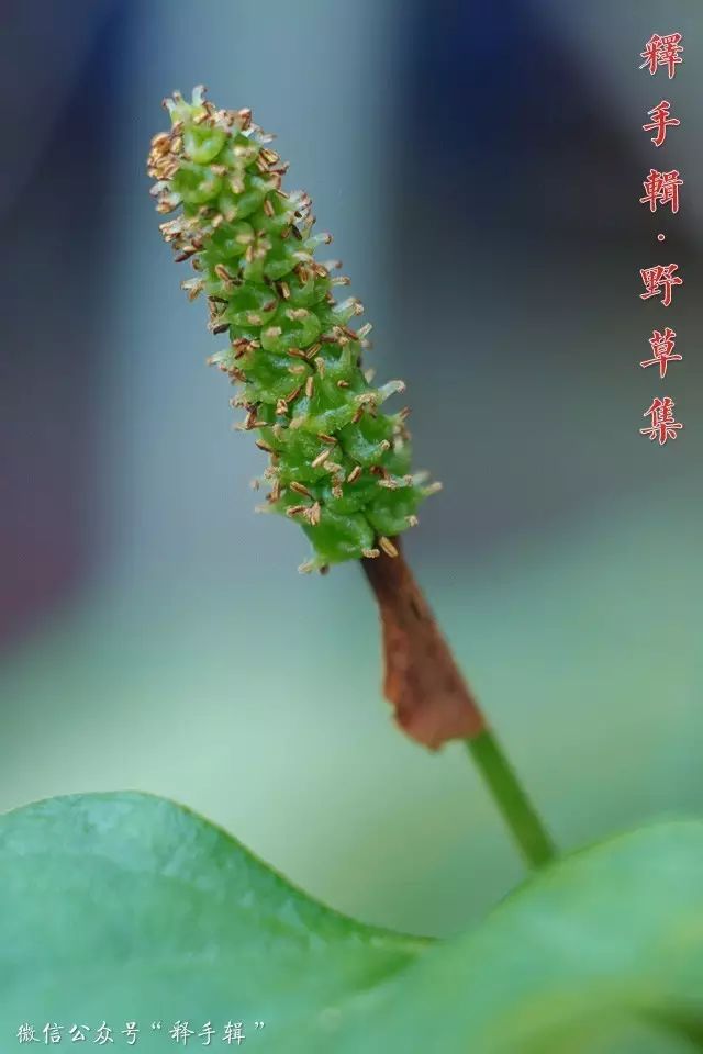 【野草集】鱼腥草