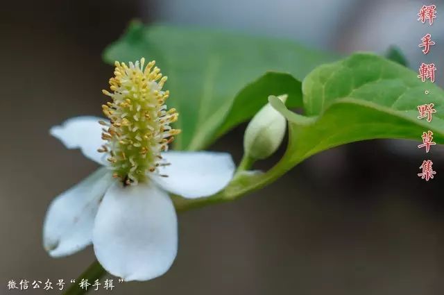 【野草集】鱼腥草