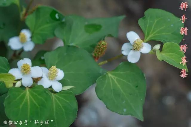 【野草集】鱼腥草