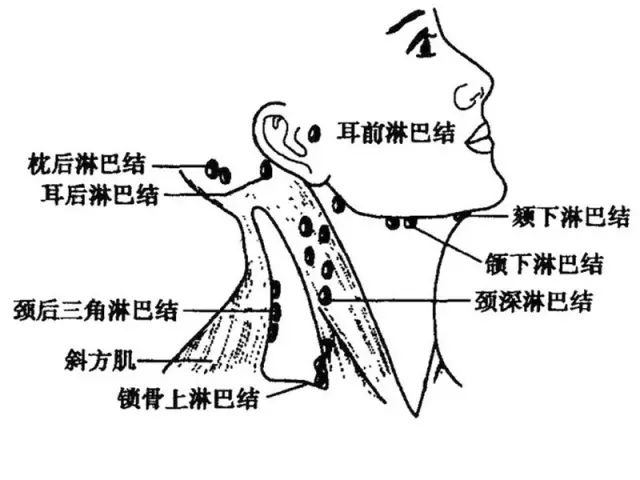 美容院颈部排毒，淋巴首当其冲！