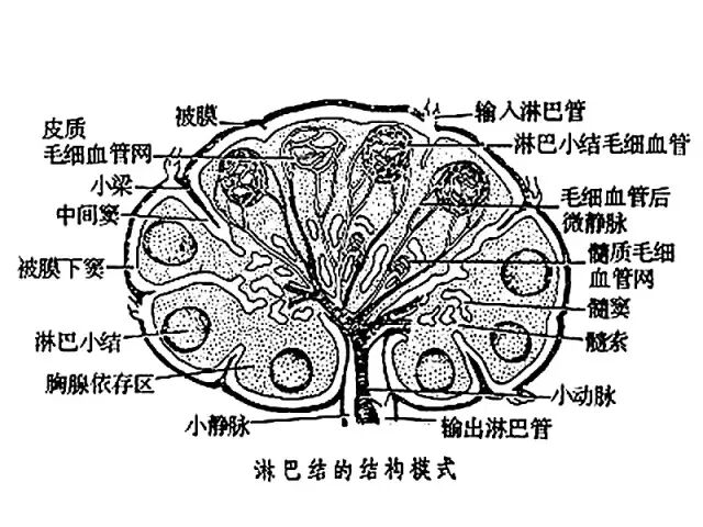 美容院颈部排毒，淋巴首当其冲！