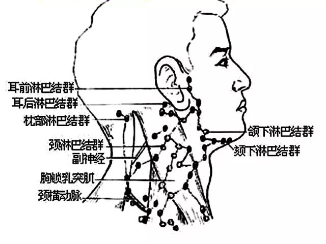 美容院颈部排毒，淋巴首当其冲！