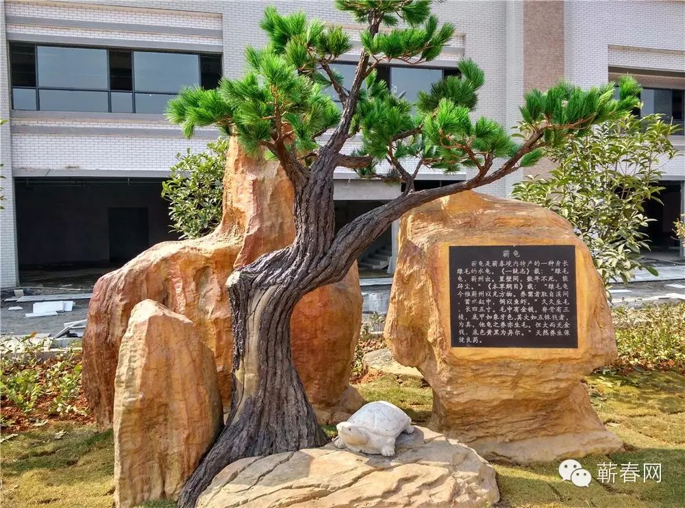 ▍松树下躲着一只"蕲龟",发现了吗?