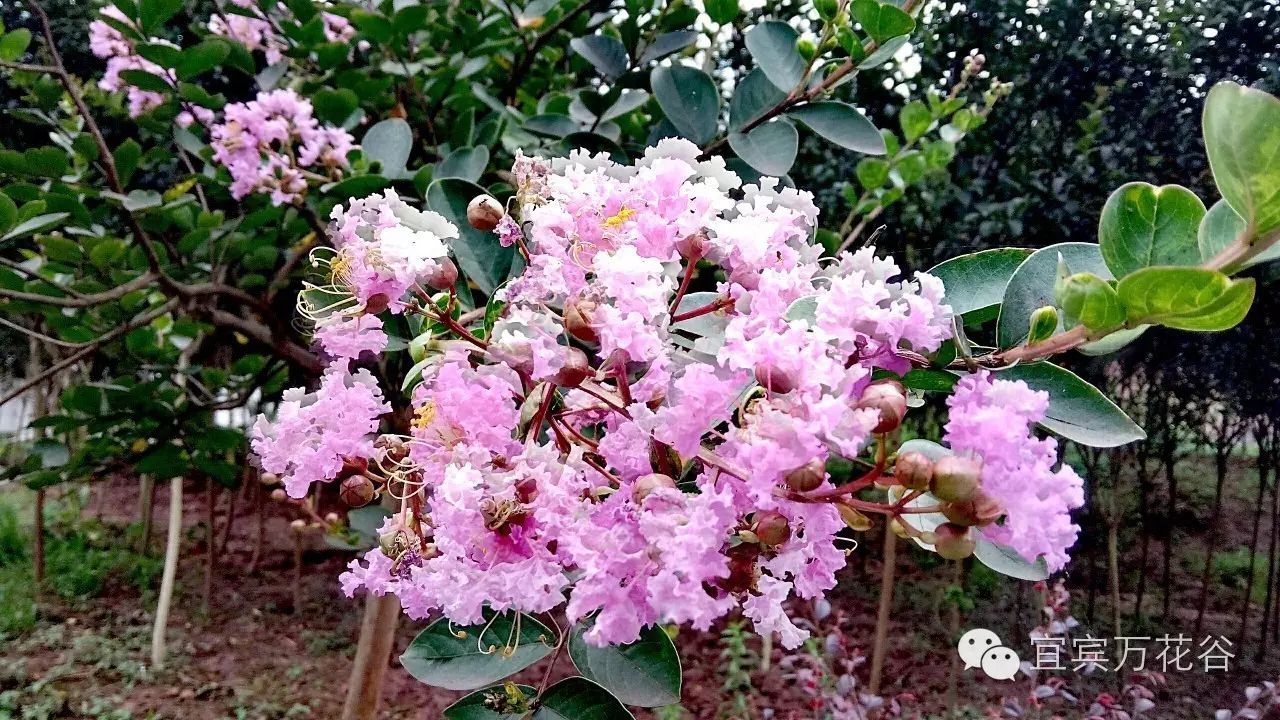 为了你和你的朋友不会错过看花的时间,请你关注我们万花谷景区的微信