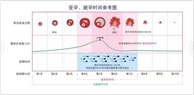 备孕:LH HCG 孕酮,这三大性激素你都明白是什么吗?-怀孕期