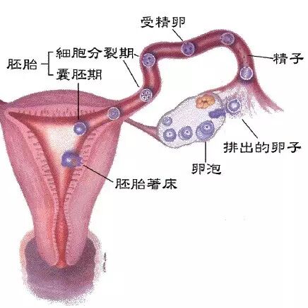 【备孕指南】有许多小卵子然而并没有什么用-怀孕期