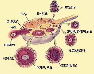 【备孕指南】有许多小卵子然而并没有什么用-怀孕期