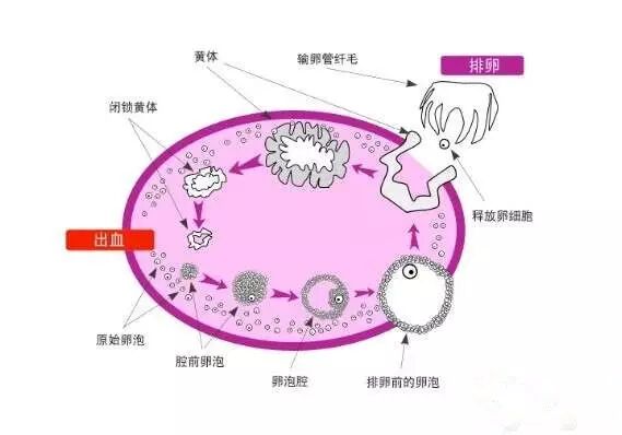 【备孕指南】有许多小卵子然而并没有什么用-怀孕期