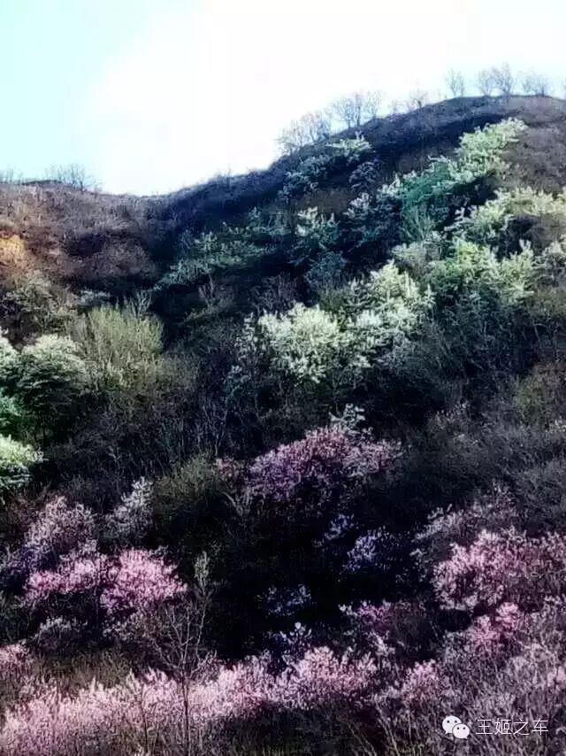 王姬之车第四十二站:像梅花开遍南山|依美