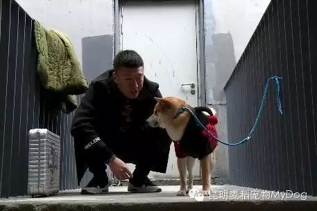 两只撞脸黄渤和孙红雷的汪,被他俩调戏