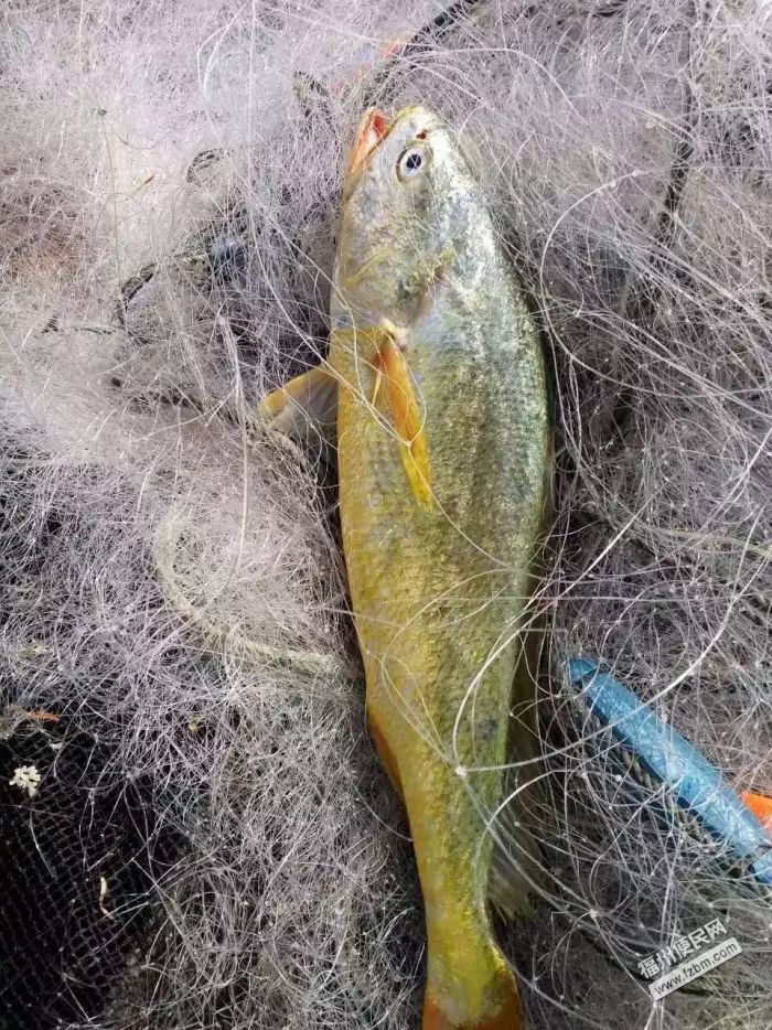 4斤多野生黄瓜鱼
